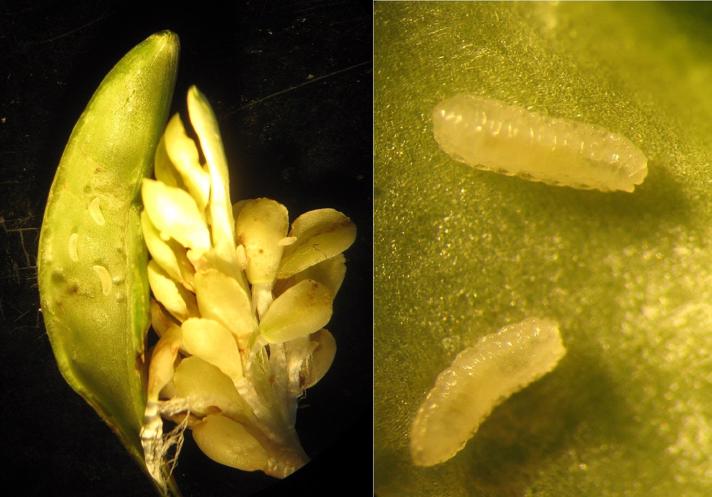 Contarinia asclepiadis (Contarinia asclepiadis)