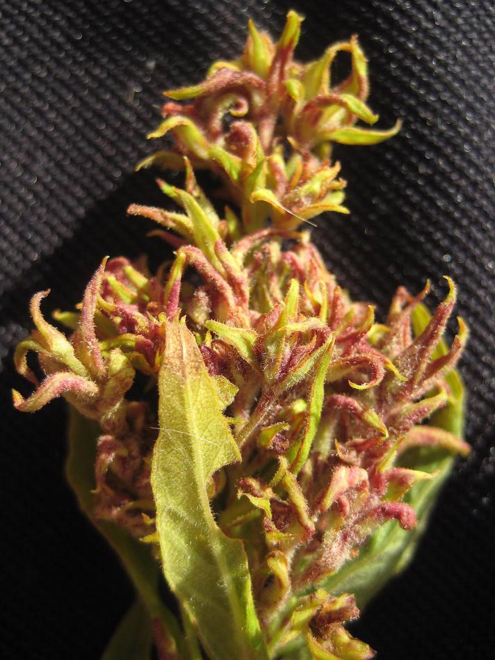 Aceria laticincta (Aceria laticincta)