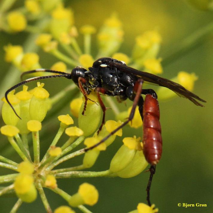 Ctenichneumon devylderi