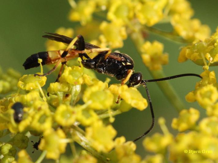 Ichneumon emancipatus