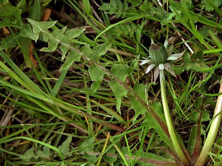 Eng-Vejmælkebøtte (Taraxacum dilatatum)
