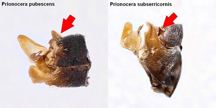 Prionocera pubescens