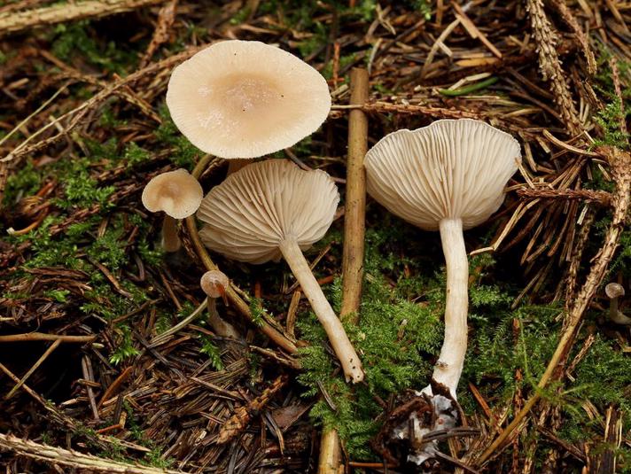 Vellugtende Tragthat (Clitocybe fragrans)