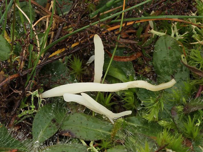 Hvid Køllesvamp (Clavaria falcata)