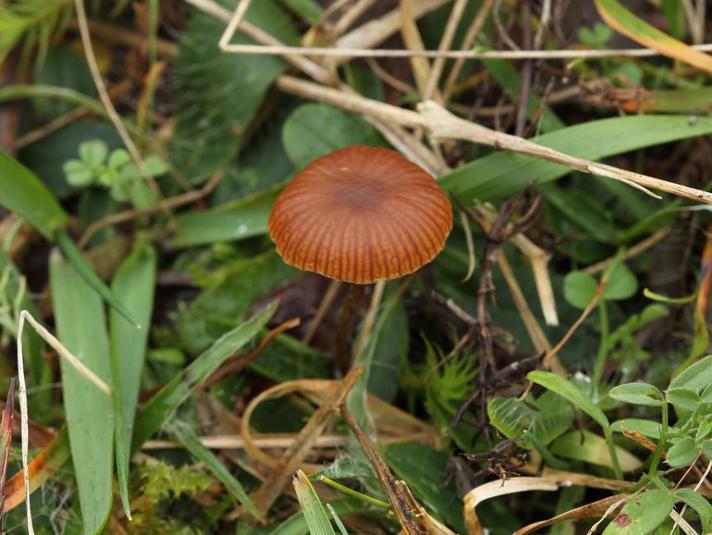 Rødbrun Stråhat (Psilocybe montana)