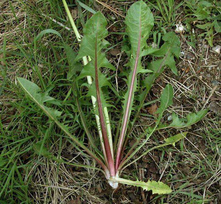 Lysende Vejmælkebøtte (Taraxacum lucidum)