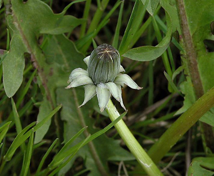 Lysende Vejmælkebøtte (Taraxacum lucidum)