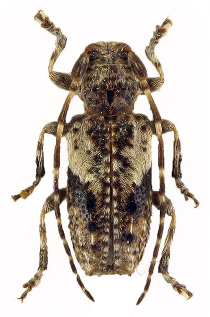 Fyrregråbuk (Pogonocherus decoratus)