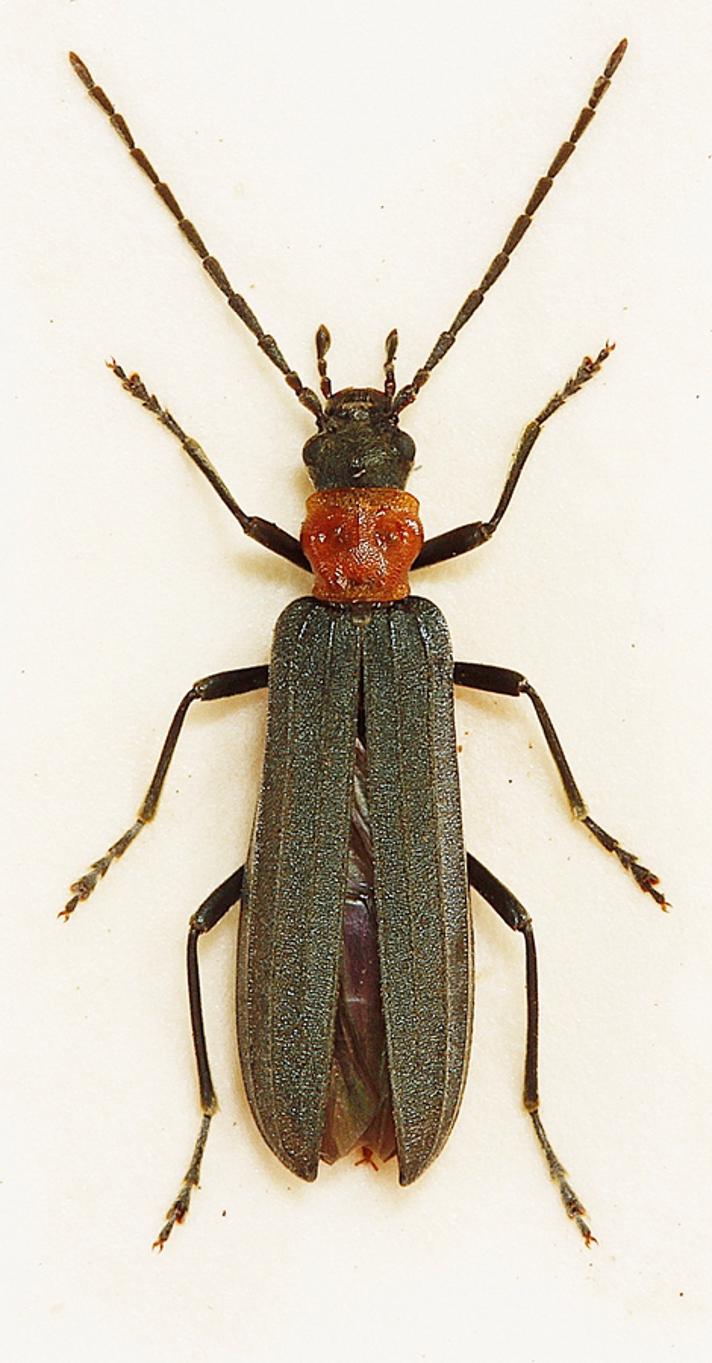 Ischnomera sanguinicollis (Ischnomera sanguinicollis)