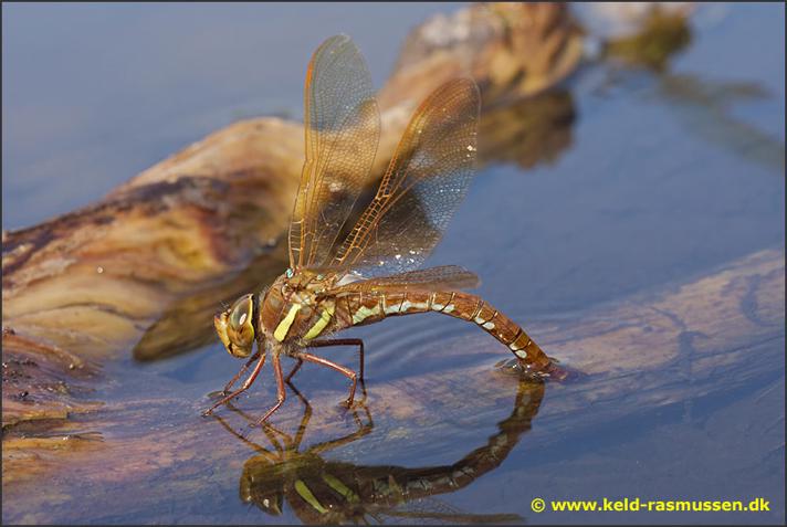 Fotograf: Keld Robert Rasmussen