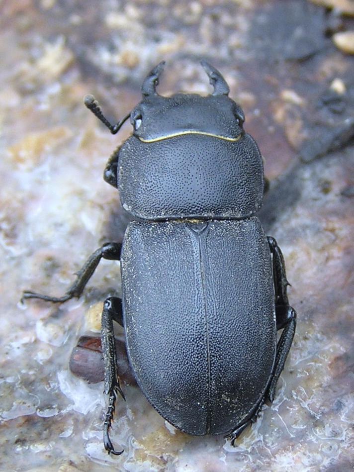 Bøghjort (Dorcus parallelipipedus)