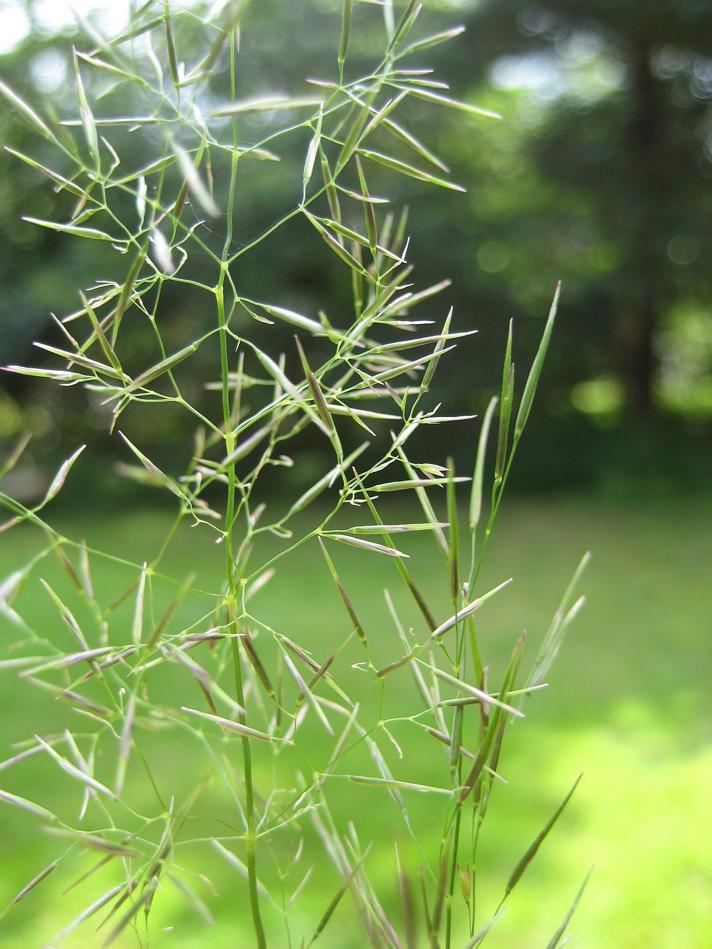 Aceria tenuis (Aceria tenuis)
