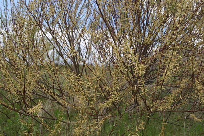 Flod-Pil (Salix elaeagnos )