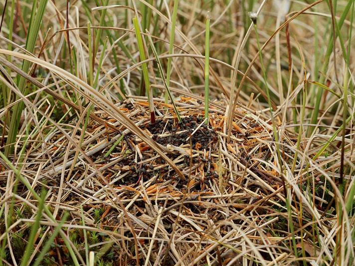 Uralmyre (Formica uralensis)