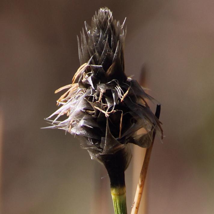 Tue-Kæruld (Eriophorum vaginatum)
