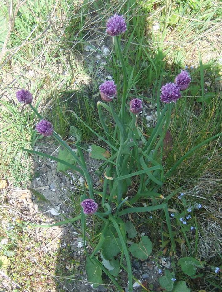 Pur-Løg (Allium schoenoprasum)