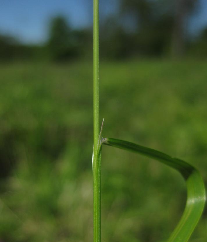 Enblomstret Flitteraks (Melica uniflora)