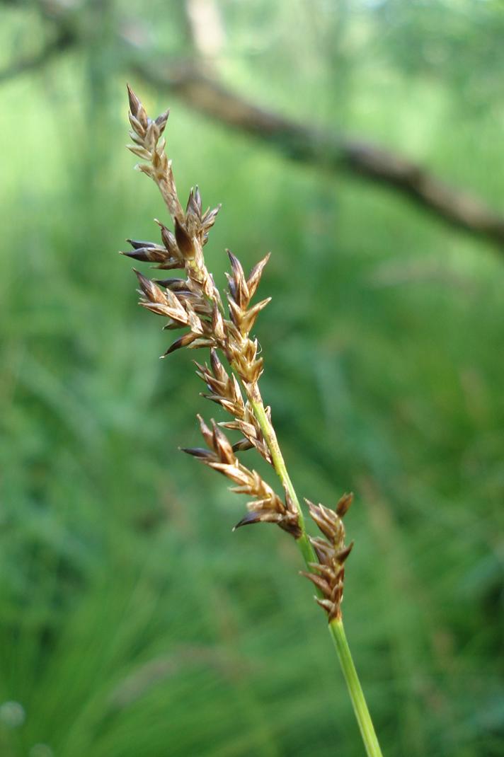 Forlænget Star (Carex elongata)