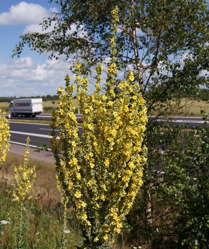 Fotograf: Bjarne Nielsen