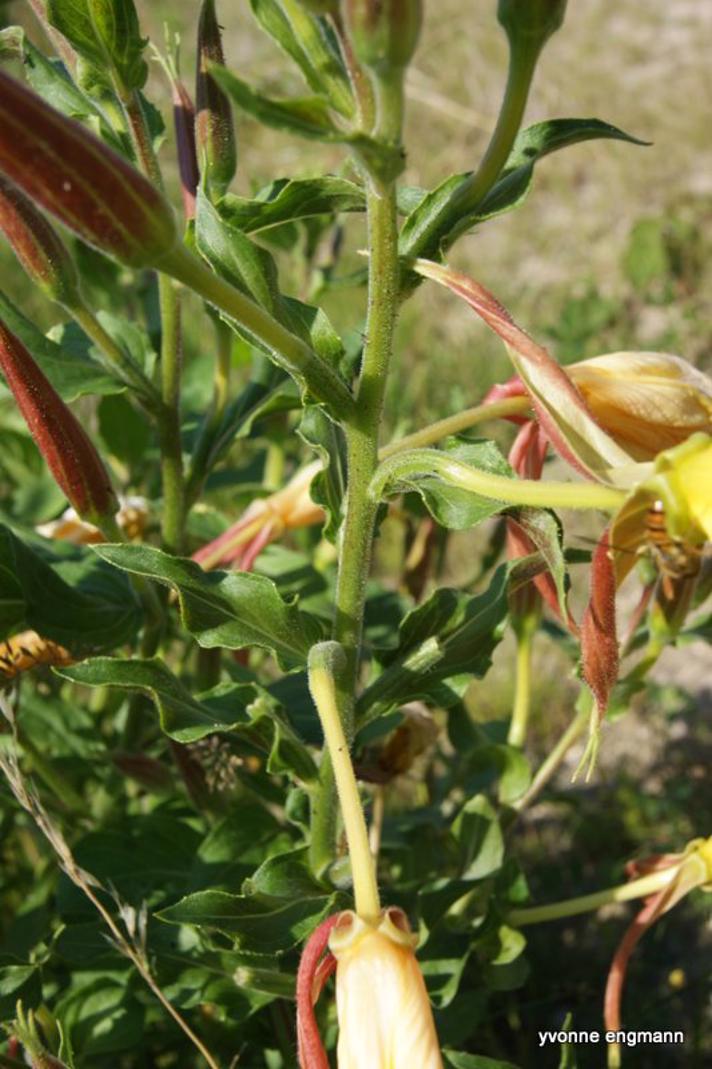 Kæmpe-Natlys (Oenothera glazioviana)