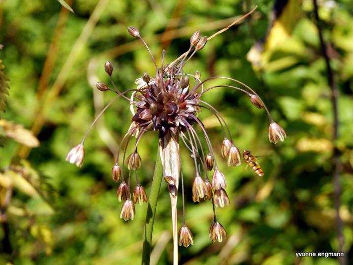 Vild Løg (Allium oleraceum)