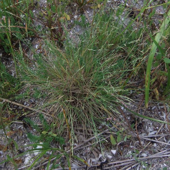Slap Annelgræs (Puccinellia capillaris)