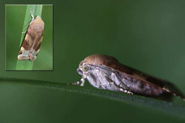 Gul Båndugle (Noctua fimbriata)