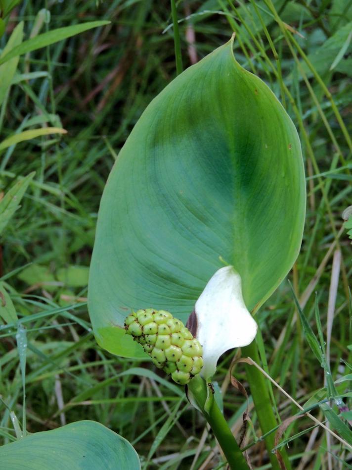 Kærmysse (Calla palustris)