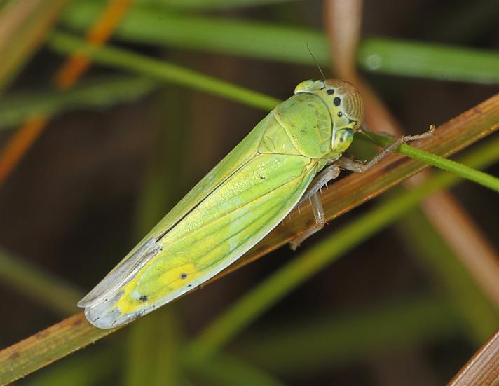 Cicadella lasiocarpae