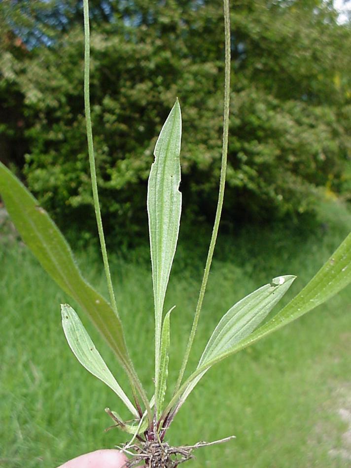 Lancet-Vejbred (Plantago lanceolata)