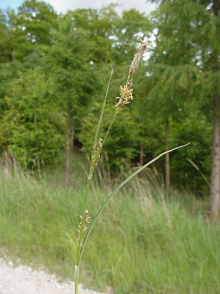 Håret Star (Carex hirta)