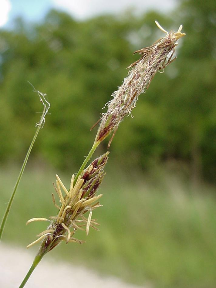 Håret Star (Carex hirta)