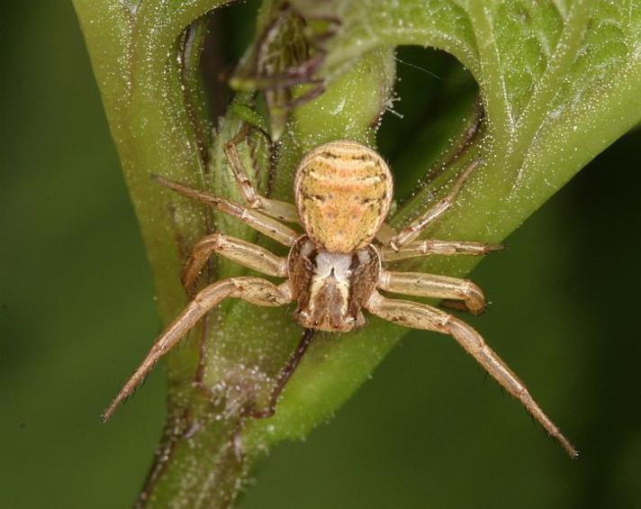 Krabbeedderkop sp. (Xysticus sp.)