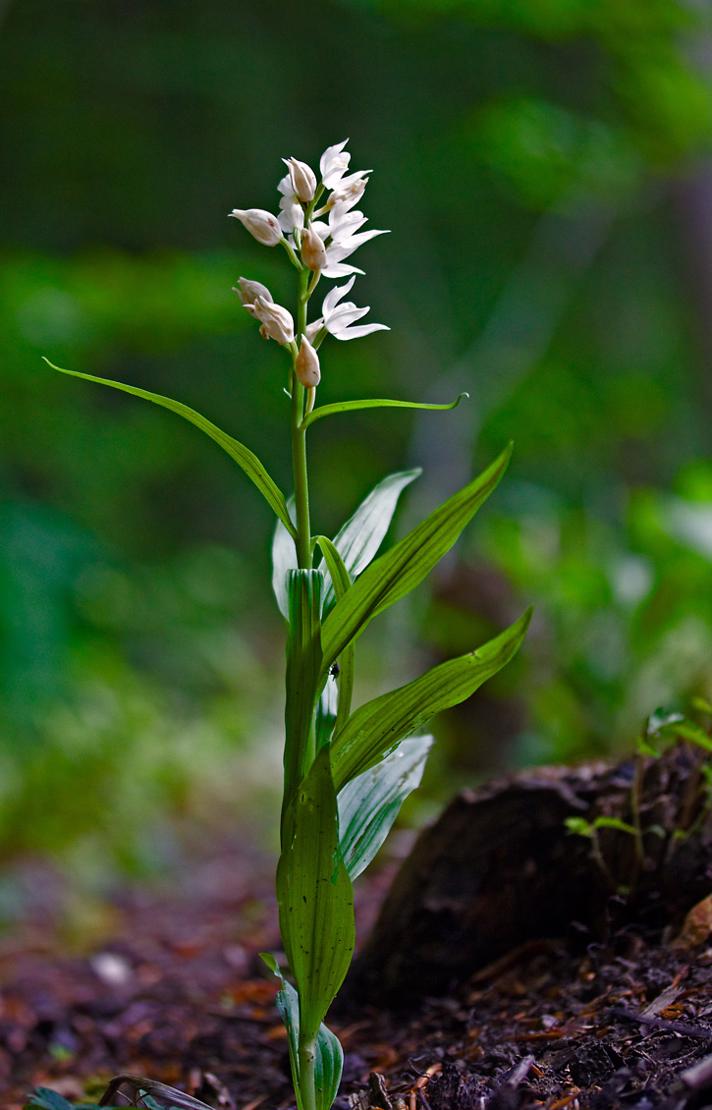 Sværd-Skovlilje (Cephalanthera longifolia)