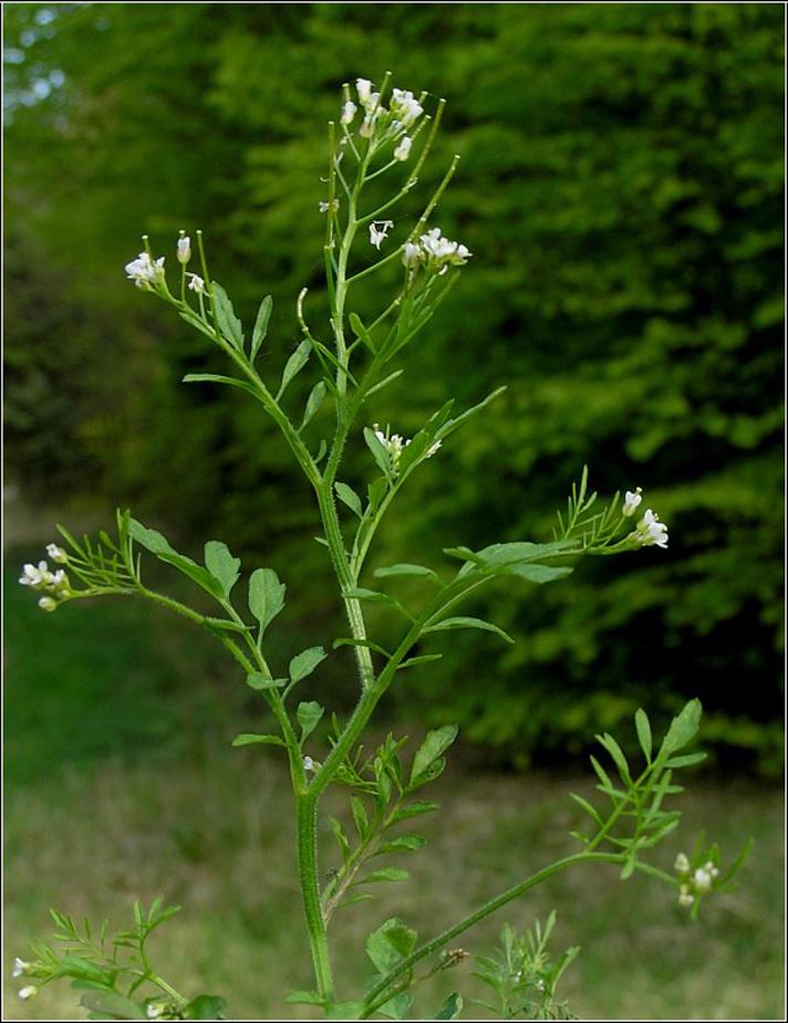 Skov-Springklap (Cardamine flexuosa)