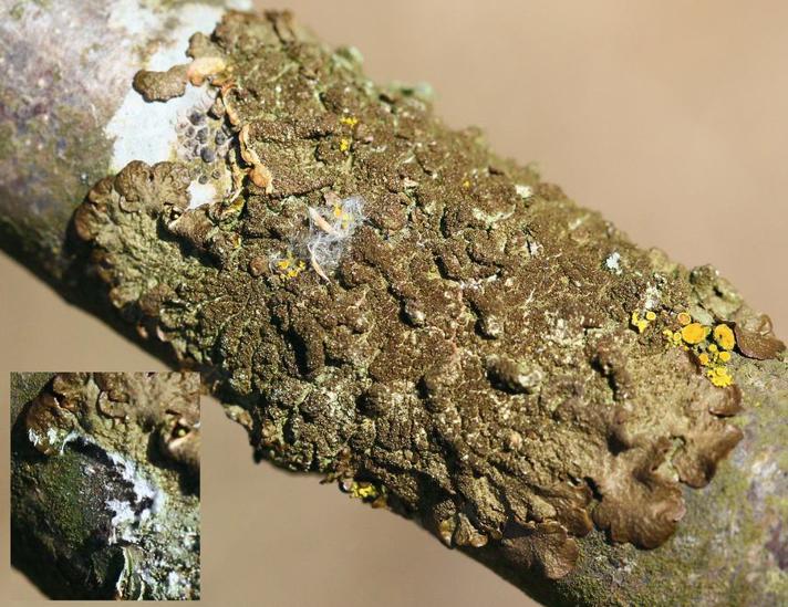 Glinsende Skållav (Melanelixia glabratula)