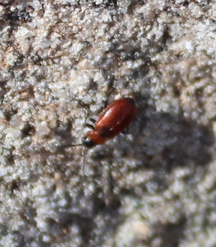 Galeruca melanocephala (Galeruca melanocephala)