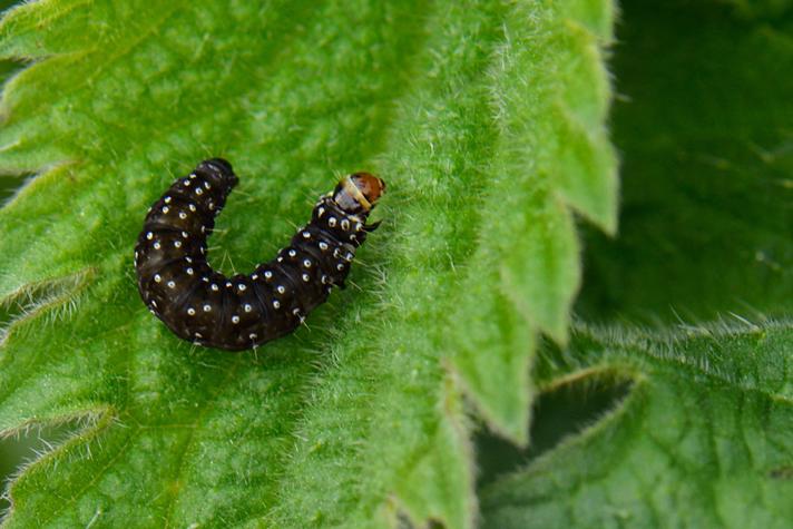 Zelotherses unitana