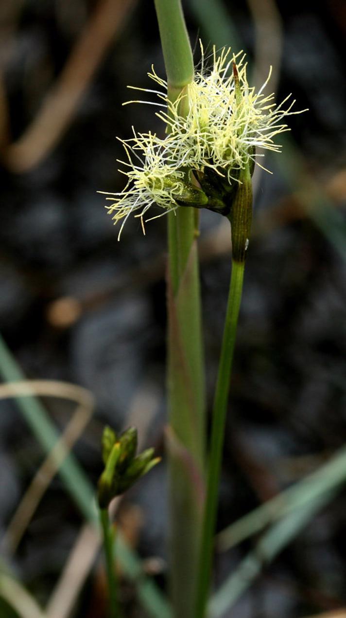 Fin Kæruld (Eriophorum gracile)