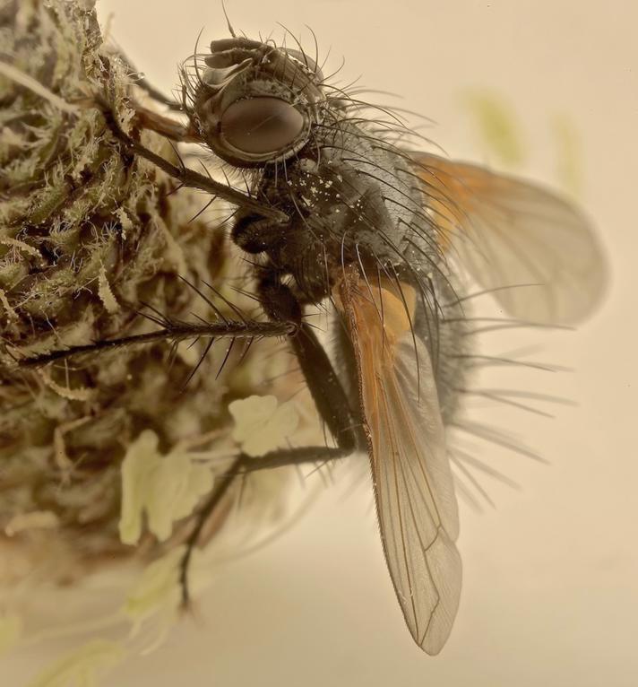 Gulvinget Snylteflue (Zophomyia temula)