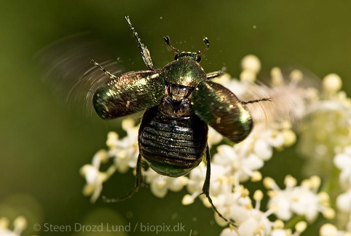 Fotograf: Steen Drozd Lund