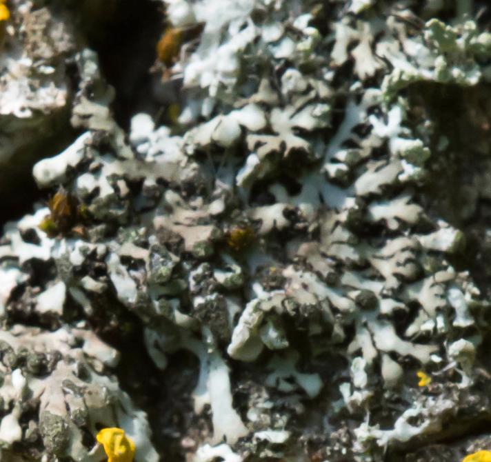 Grågrøn Rosetlav (Phaeophyscia orbicularis)