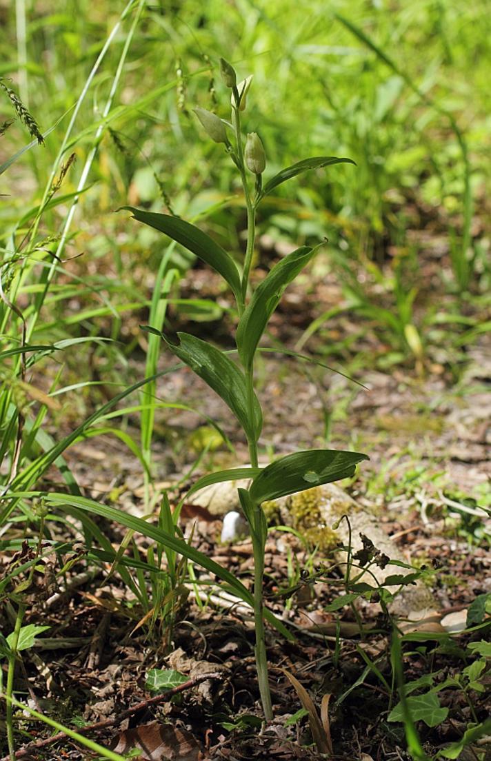 Hvidgul Skovlilje (Cephalanthera damasonium)