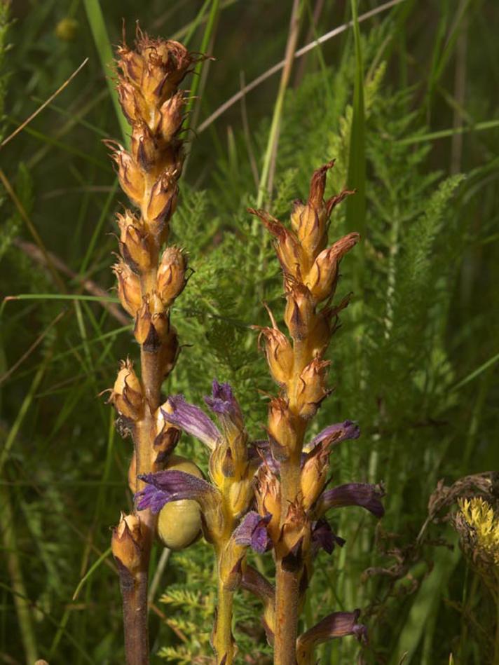 Røllike-Gyvelkvæler (Orobanche purpurea)