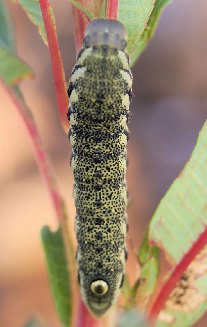 Natlyssværmer (Proserpinus proserpina)