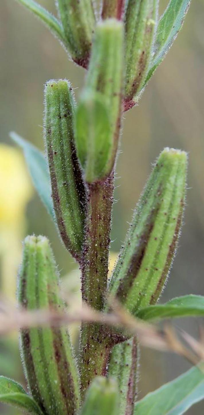 Rødfrugtet Natlys (Oenothera rubricaulis)