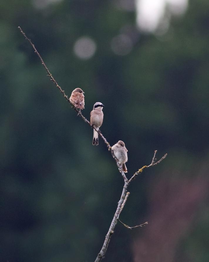 Fotograf: Keld Skytte Petersen