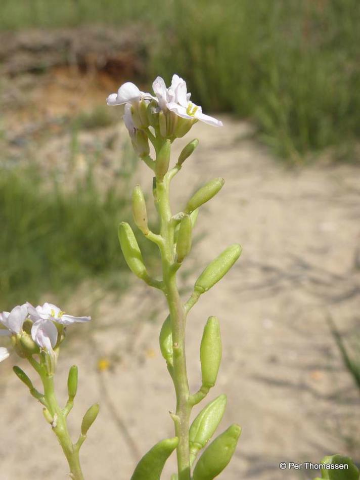 Vesterhavs-Strandsennep (Cakile maritima ssp. integrifolia)