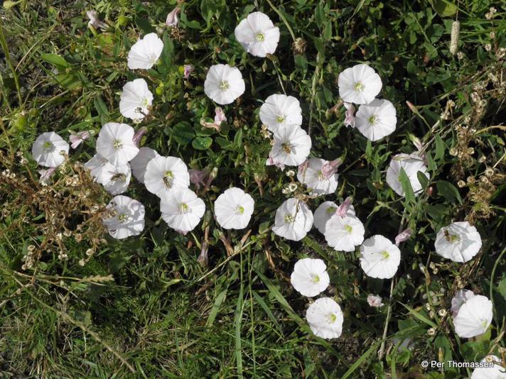 Ager-Snerle (Convolvulus arvensis)