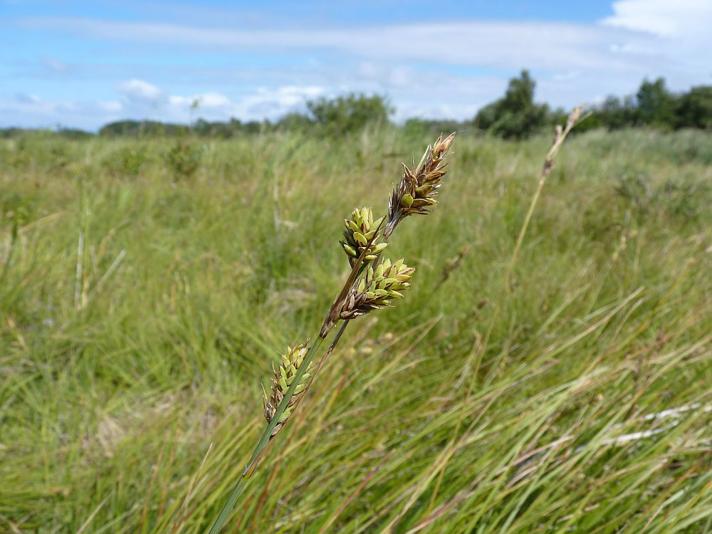 Kølle-Star (Carex buxbaumii)